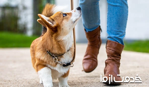 نگهداری سگ از نظر پزشکی	