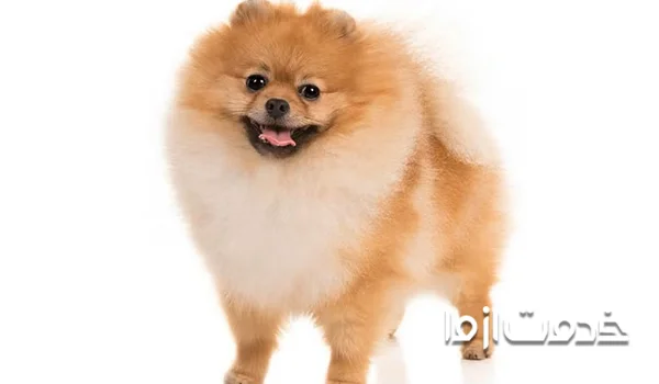 تشویق سگ در هنگام آموزش