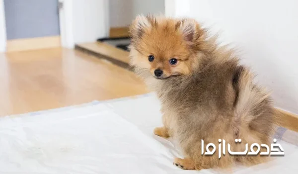 آموزش تربیت پامرانین برای دستشویی