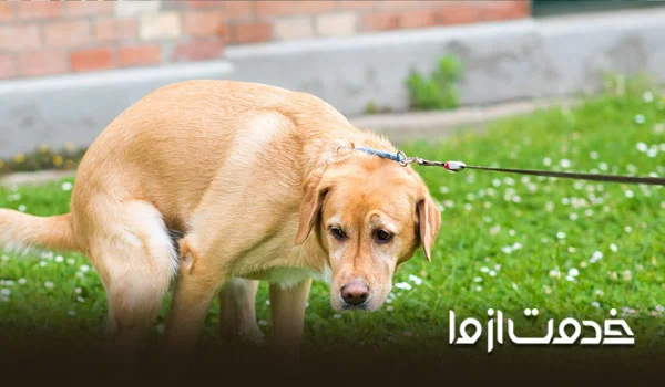 کاملترین فهرست وسایل برای نگهداری سگ خانگی