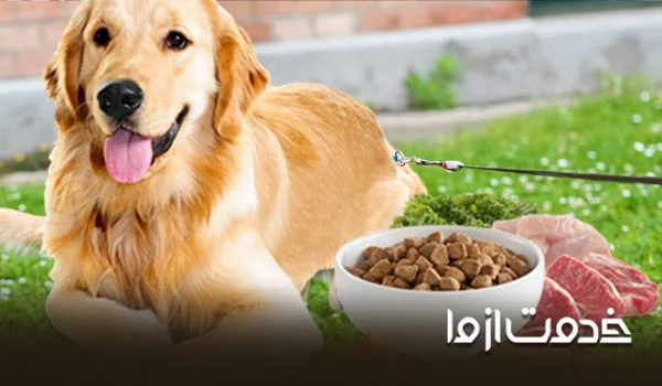 وسایل ضروری برای نگهداری سگ