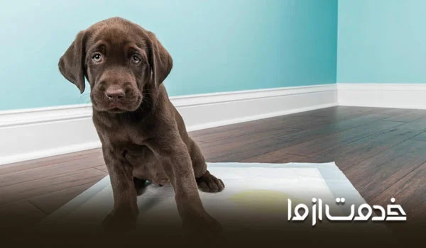 وسایل مورد نیاز برای نگهداری از سگ خانگی