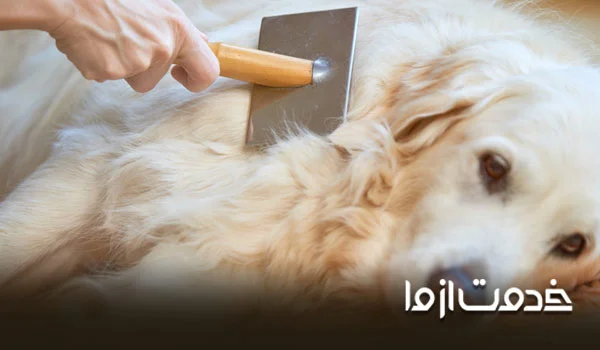 وسایل لازم و ضروری برای نگهداری از سگ خانگی