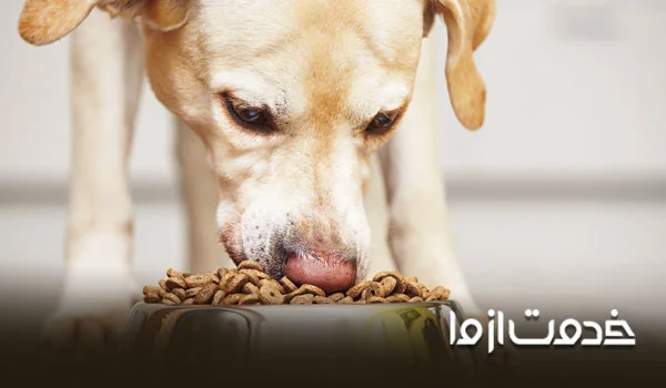 وسایل لازم برای نگهداری از سگ چیست؟