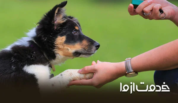 بهترین وسایل برای نگهداری سگ در خانه