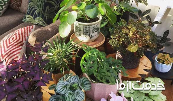 انواع گلهای اپارتمانی و روش نگهداری انها قیمت گلهای آپارتمانی 