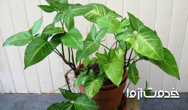 راز نگهداری گلهای آپارتمانی