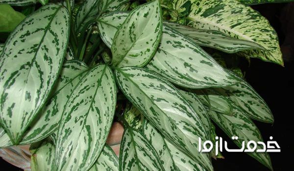 اصول نگهداری گلهای آپارتمانی