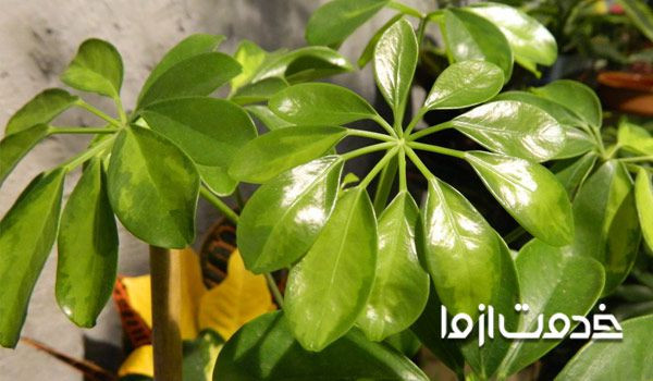 بهترین گلهای آپارتمانی