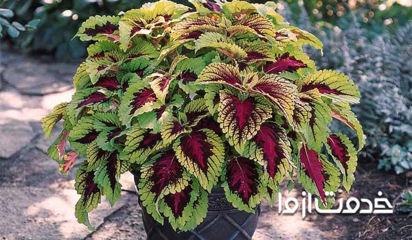 تقویت گلهای آپارتمانی