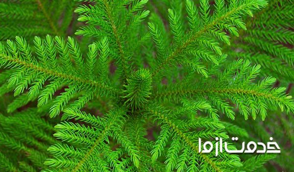 گلهای آپارتمانی سایه دوست