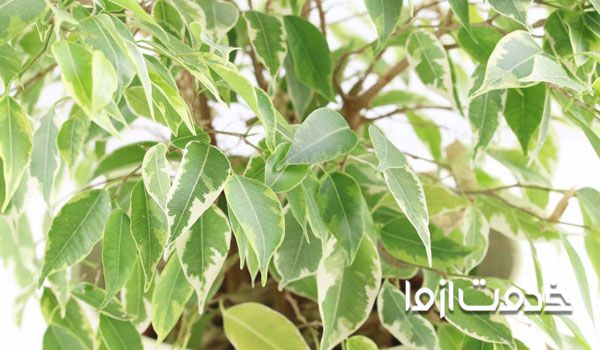 نگهداری گلهای آپارتمانی در زمستان