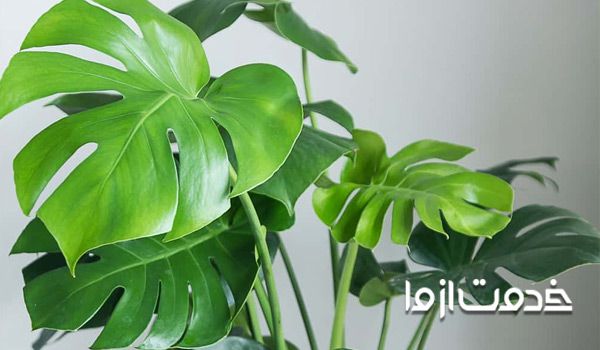 انواع گلهای زینتی