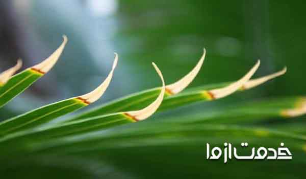 علت سوختن نوک برگ گیاهان آپارتمانی 