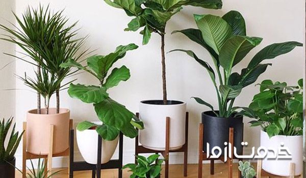 تمیز کردن گیاهان آپارتمانی 
