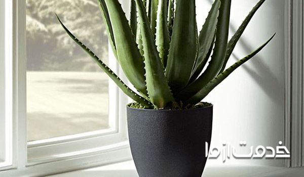 آشنایی با گیاه آلوئه ورا