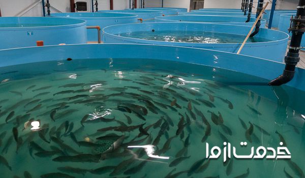 تصفیه آب استخر پرورش ماهی