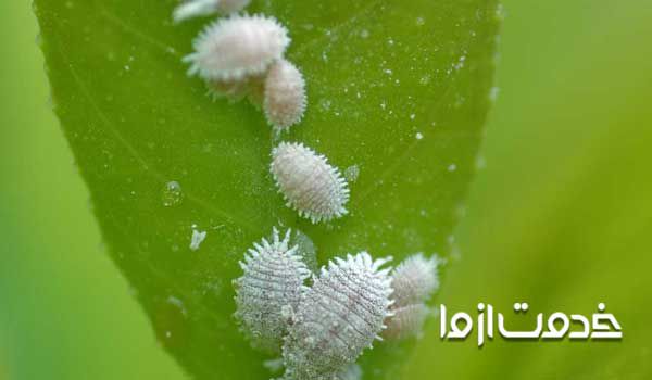 حشرات ریز سفید در خاک گلدان  حشرات ریز سفید گلدان  از بین بردن شته سفید  بهترین سم برای از بین بردن پشه گلدان