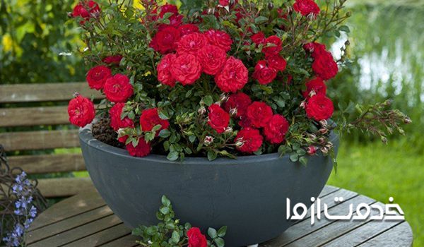 کاشت و نگهداری گل رز در گلدان 
