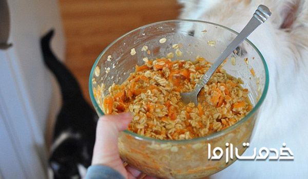 دستور غذای خانگی برای بچه گربه