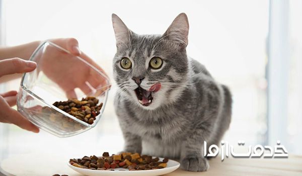 ۶۰ دستور غذا برای گربه ها