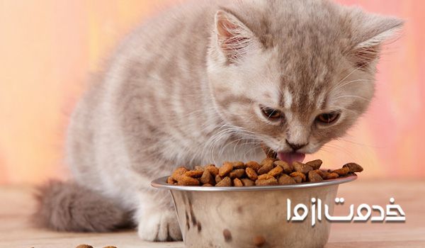 غذای ارزان برای گربه