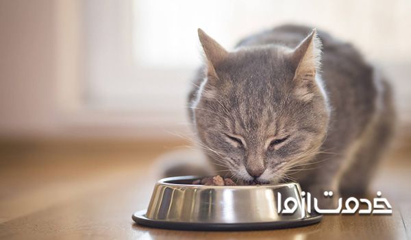 ۶۰ دستور غذای خانگی برای گربه ها