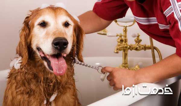 کدام حیوان خانگی بیماری ندارد  بهترین حیوان خانگی از نظر اسلام  خرید حیوان خانگی