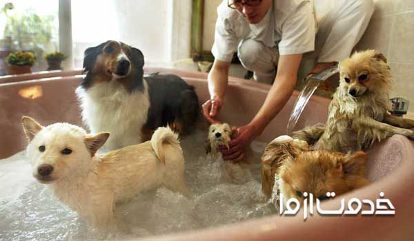 حیوانات خانگی بامزه  بهترین حیوانات خانگی برای نوجوانان