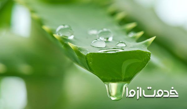 بهترین روش استفاده از آلوئه ورا برای پوست و مو