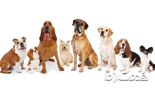 بهترین سگ آپارتمانی برای کودکان