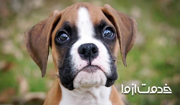 سگ آپارتمانی بدون ریزش مو