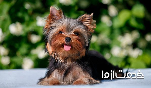 سگ خانگی کوچولو