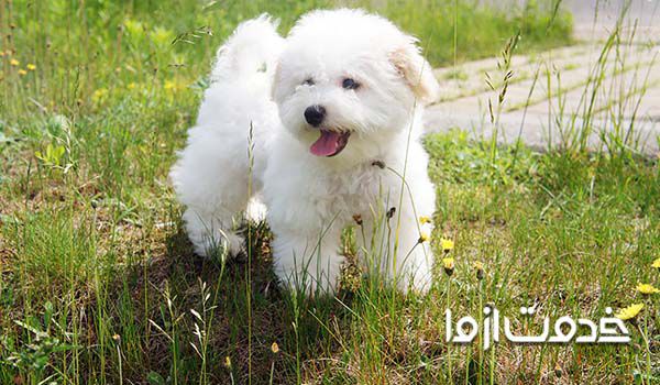 فروش سگ اپارتمانی بی صدا