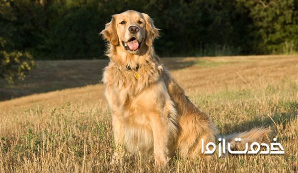 کم هزینه ترین سگ