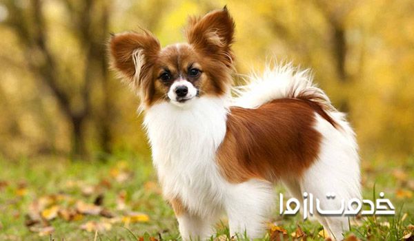 بهترین سگ خانگی برای نوجوانان