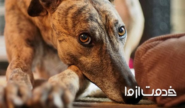 بهترين سگ براي كودكان