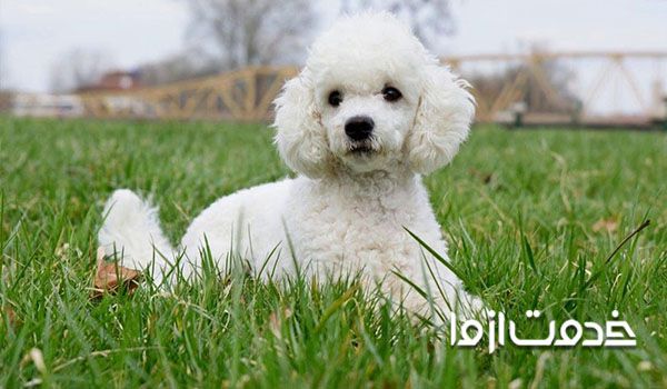 انواع نژاد سگ پا کوتاه