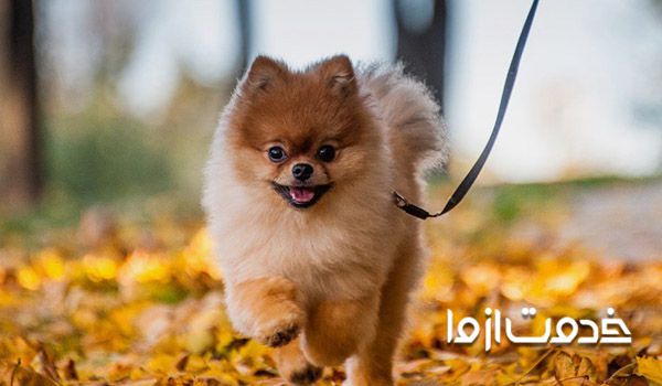 بهترین نژاد سگ خانگی