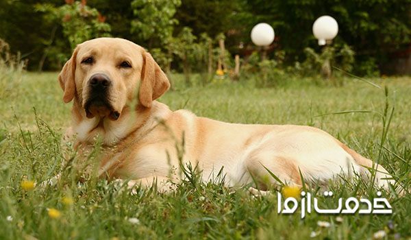 بهترین سگ آپارتمانی برای کودکان