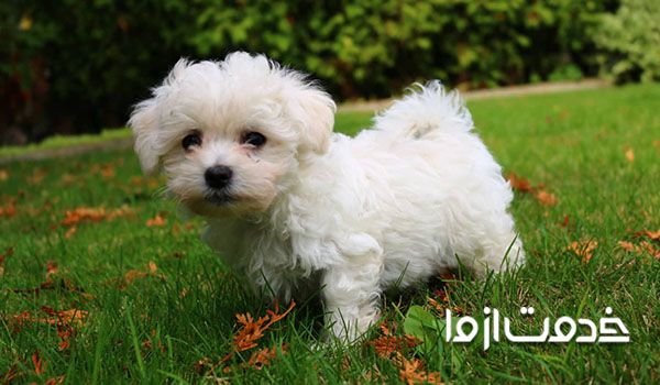 سگ آپارتمانی بدون ریزش مو