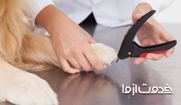 کوتاه کردن ناخن سگ در منزل