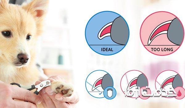 اهمیت یادگیری کوتاه کردن ناخن سگ در منزل 