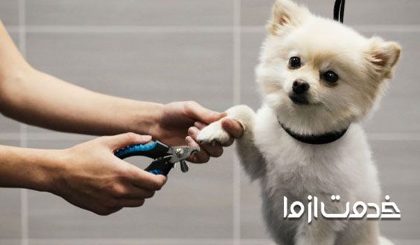 بهترین زمان گرفتن ناخن سگ