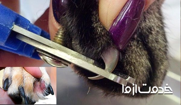 بند آوردن خون ناخن سگ