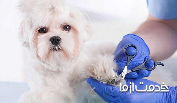هزینه گرفتن ناخن سگ 