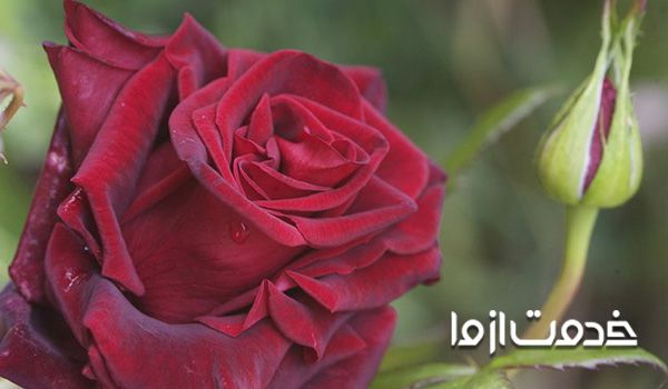 تکثیر گل رز