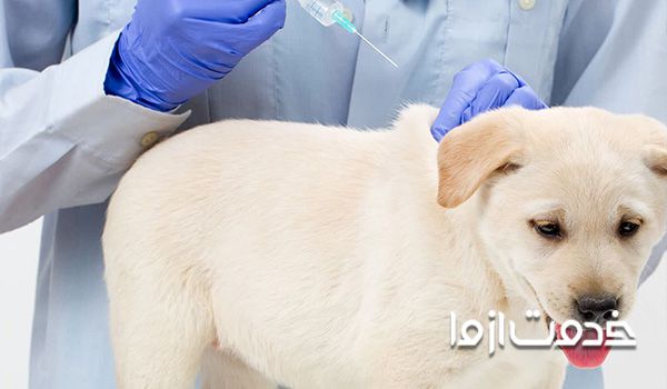 واکسن هاری سگ خانگی
