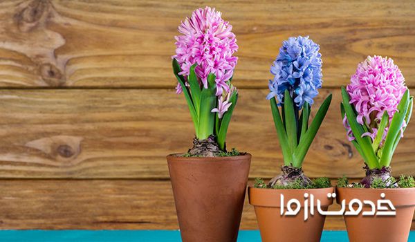 انواع گل سنبل سنبل گل سنبل زمان کاشت بذر گل سنبل گل سمبل سنبل ایرانی