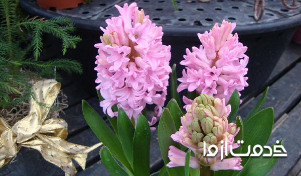 گل سنبل هلندی پیاز سنبل سکبل گلسنبل سنبا گل سنبل ایرانی